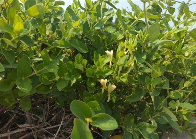 校地携手赋新能 本草飘香促振兴 | 山中医学子走进邹城 调研金银花特色产业发展